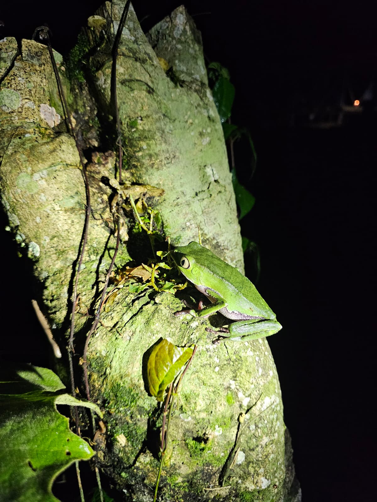 The kambo frog on a tree at night