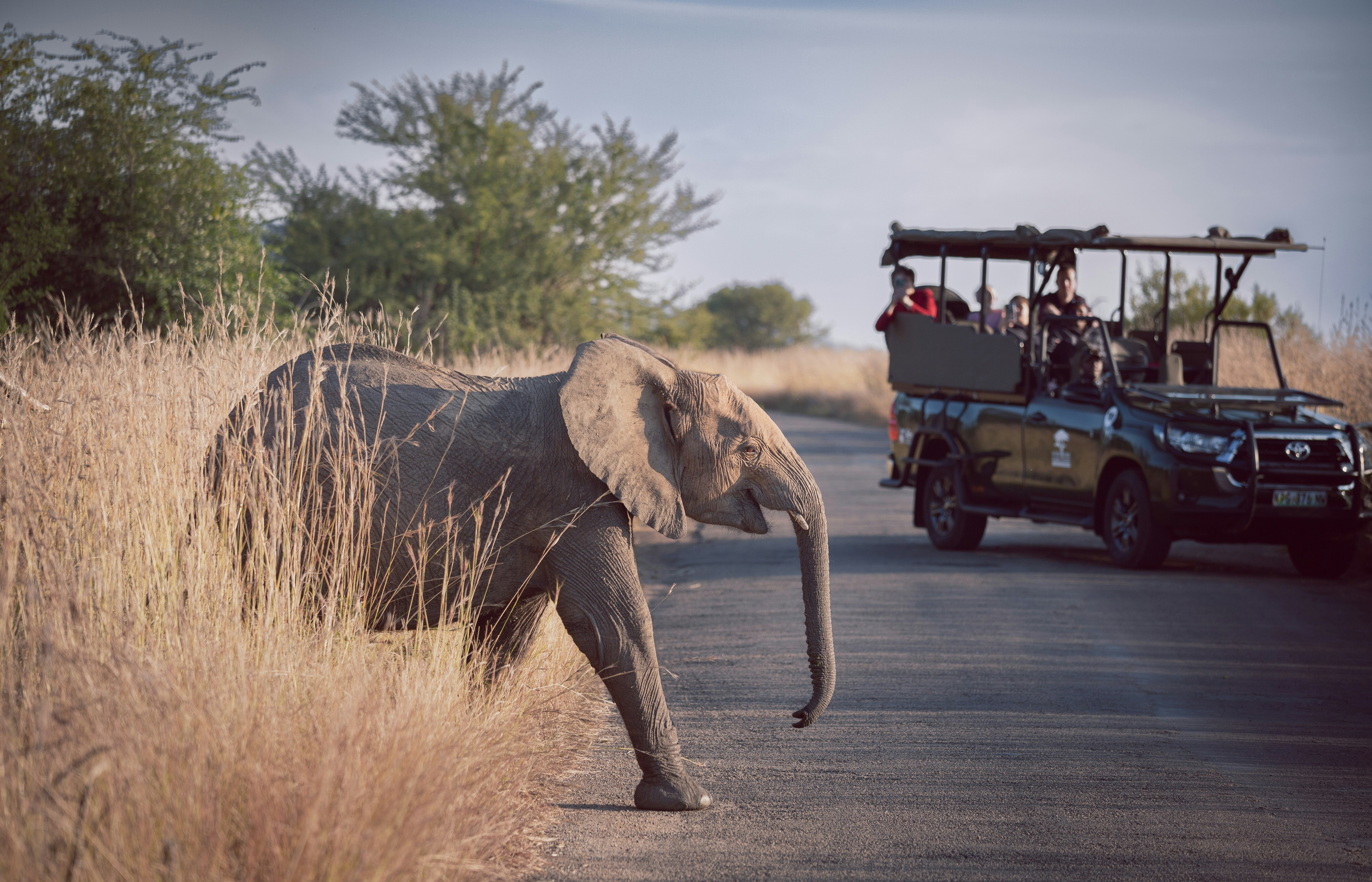 Elephant crossing the road in Kruger National Park with a safari vehicle nearby